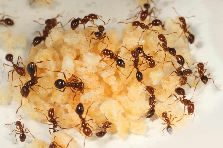 Nematodes against ants