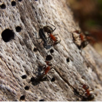 Wood Ants