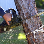 Best Tree Removal Service