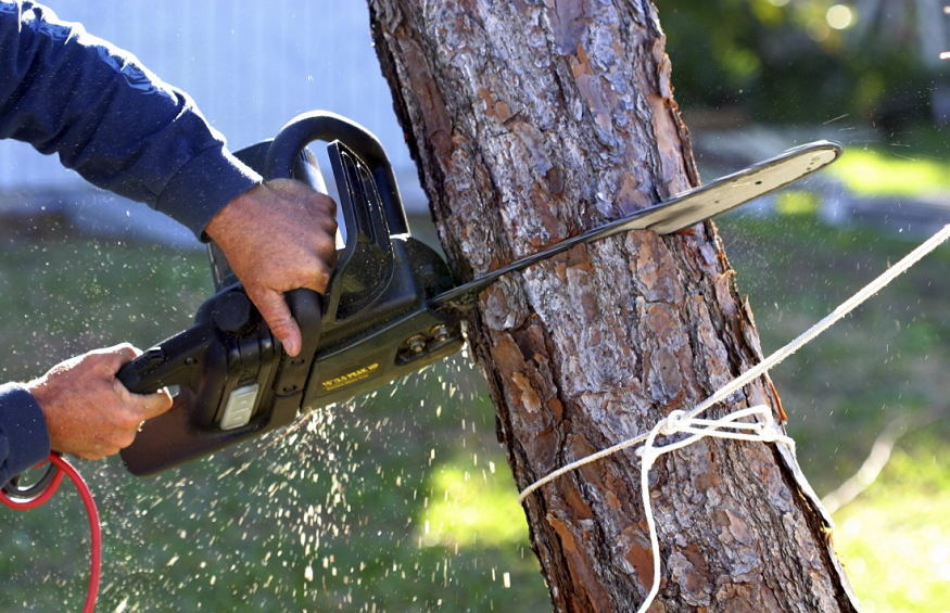 Best Tree Removal Service