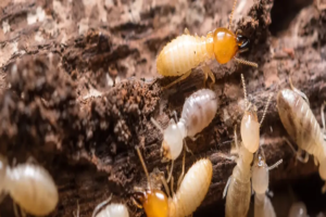 Termite Control in Ohio
