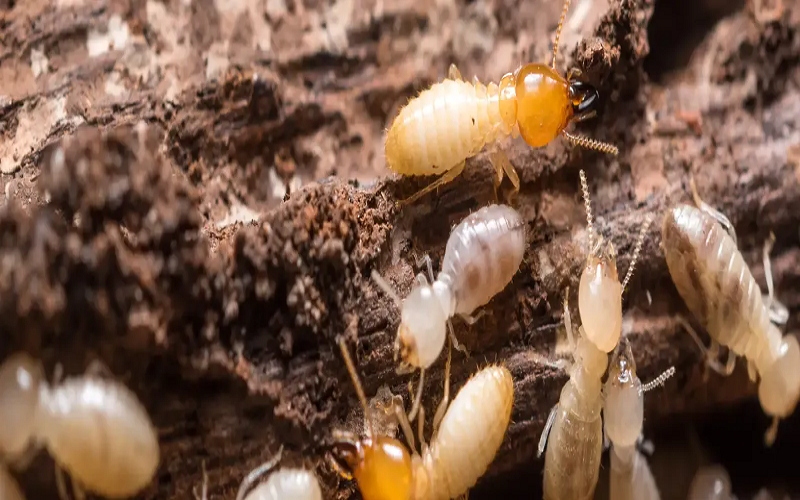Termite Control in Ohio